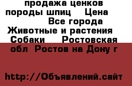 продажа ценков породы шпиц  › Цена ­ 35 000 - Все города Животные и растения » Собаки   . Ростовская обл.,Ростов-на-Дону г.